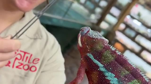 Chameleons are amazing at grabbing their insects