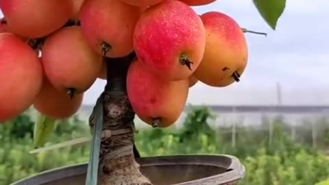 वायरल नेचुरल सेव वृक्ष मिनी गार्डन // Viral Natural 🍎 apple mini garden #shorts #viral #trending