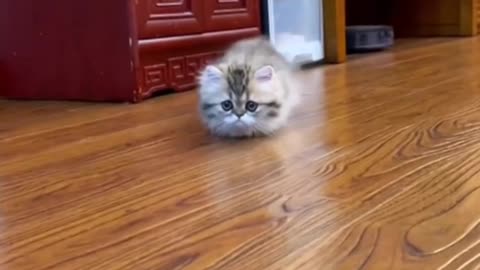 The unhappy little kitten with short legs is swimming towards you