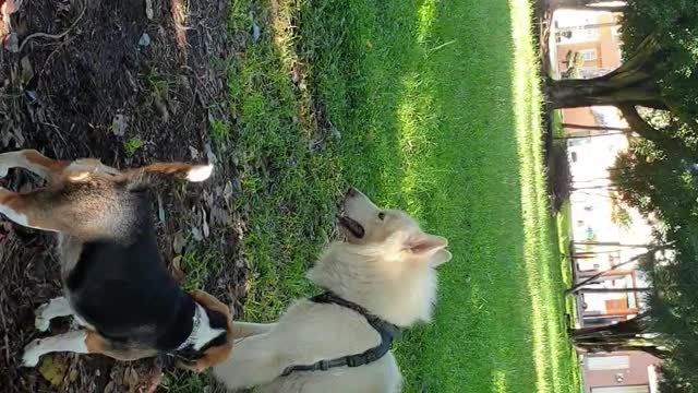 Beagle puppy playing at park