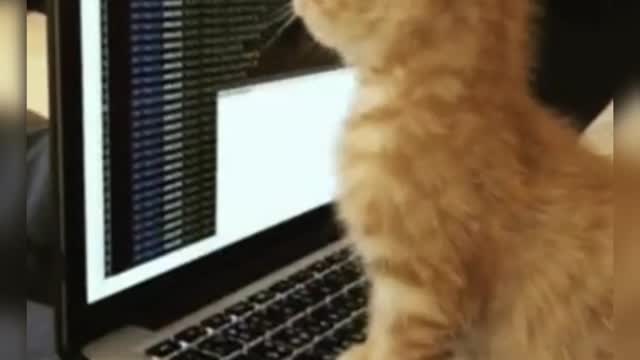 Cute Cats playing with Laptop.