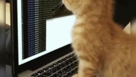 Cute Cats playing with Laptop.