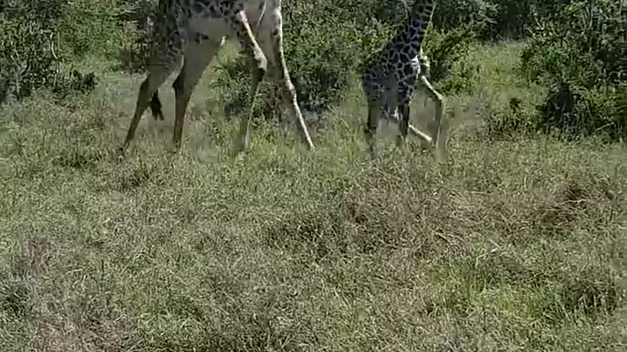 Cheetah vs Giraffe