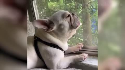 🤣 Funniest 🐶 Dogs and 😻 Cats - Awesome Funny Pet Animals Videos 😇