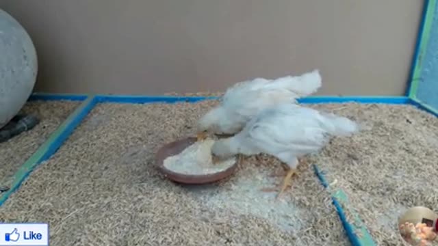 Chicken growth stages