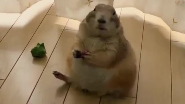 Lovely groundhog