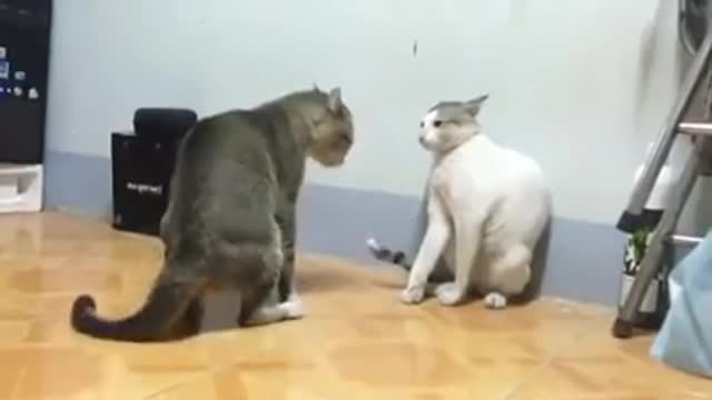 best funny cat fight boxing