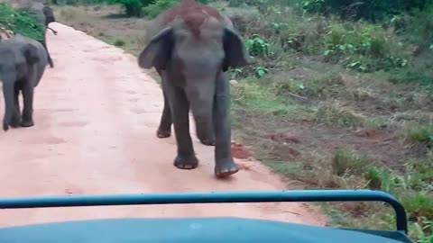 Elephant attack in Safari Sri Lanka!!!