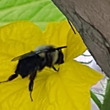 Hanging GARDEN blooming looks awsome