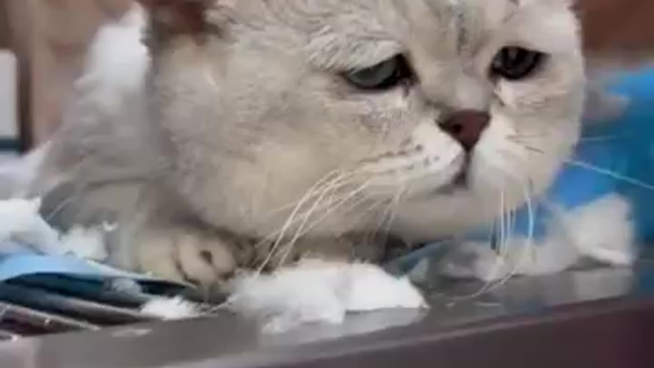 Cat Meowing- Cat Sound- Cute Cat Videos#shorts #cat #cats #dog #puppy #catlover#catfunnyshorts #yt