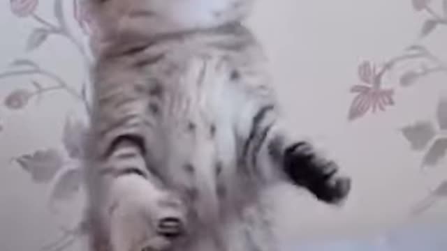 Lovely Cat, black cat, cats, funny cats, funny cat videos - Kitten is playing