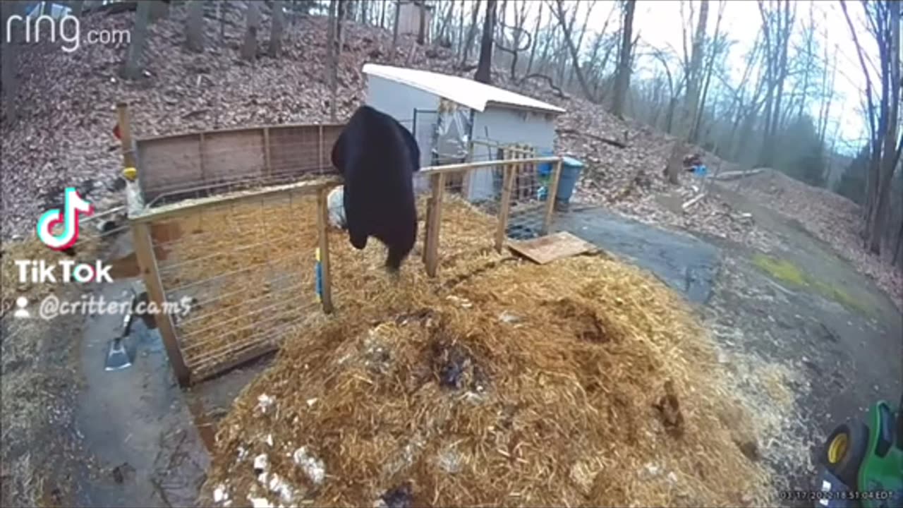 Black bear gets a surprise!