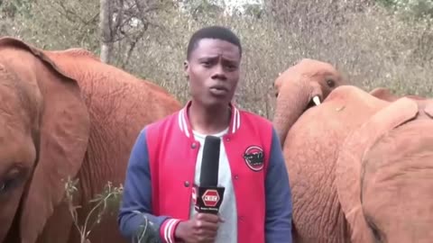 Orphaned baby elephant interrupts video reporter...