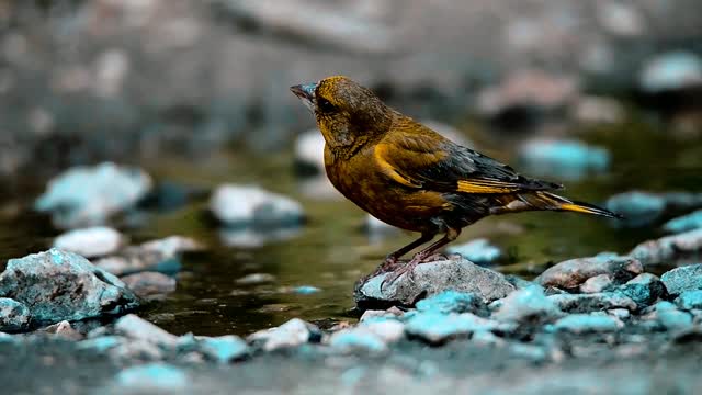 Enjoy watching the lovely bird eat