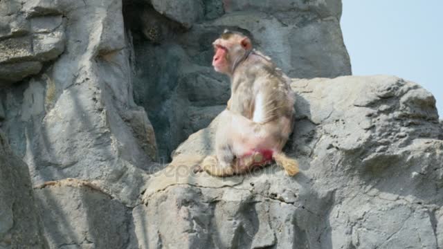 red Face Monkey Sitting Lyying Awkwardly Big Rock