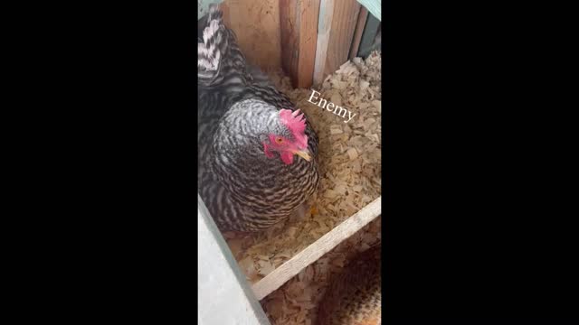 My Broody Hen eats a Tomato!