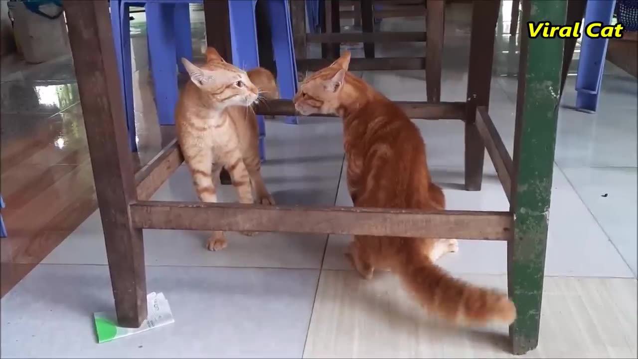 Cats Fighting and Meowing - These Two are Bloody Brothers