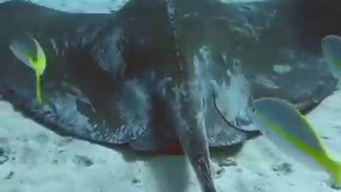 Stingray | The Venomous Flat Fish