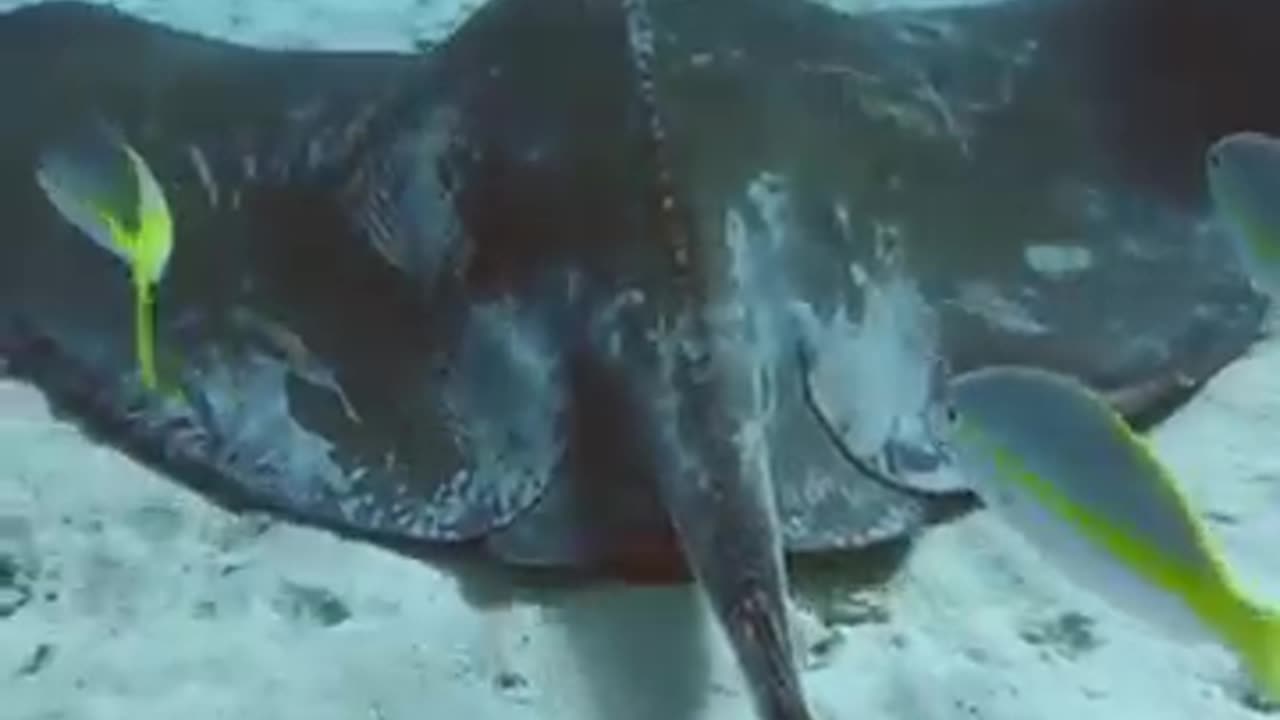 Stingray | The Venomous Flat Fish