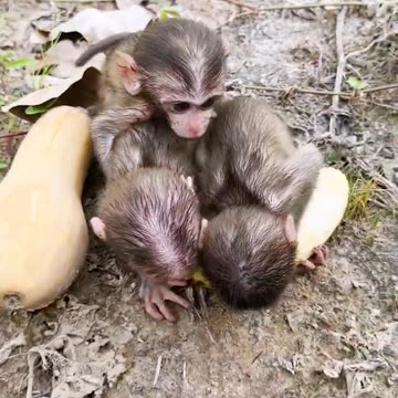 Amazing animals, three baby monkeys eat a super big banana, wild animals have no distance#1