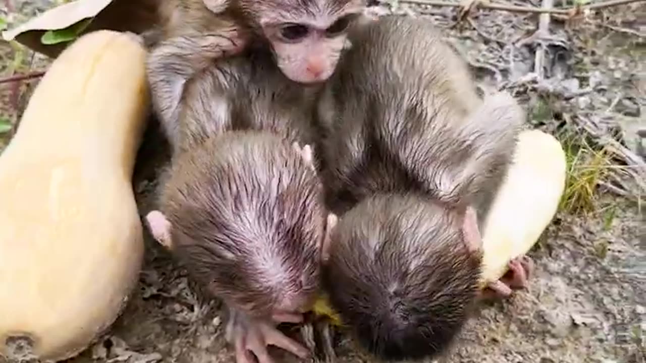 Amazing animals, three baby monkeys eat a super big banana, wild animals have no distance#1