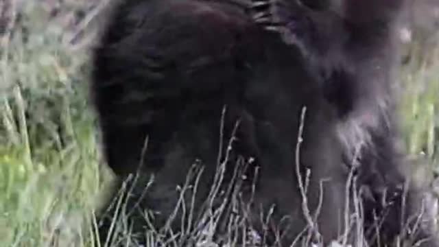 Two bears standing and walking are cuddling and kissing so cute