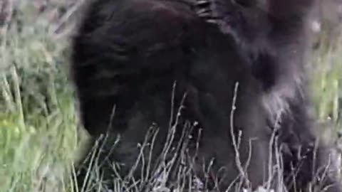 Two bears standing and walking are cuddling and kissing so cute