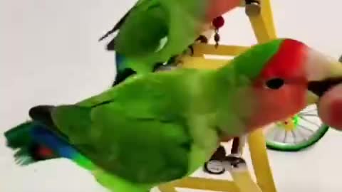 bird learning to ride