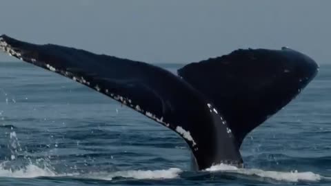 Una maravilla en el mar 1