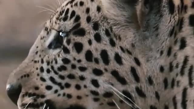 Leopard Animal World