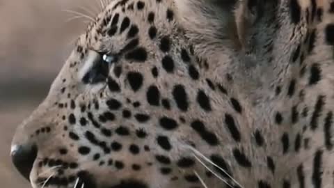 Leopard Animal World