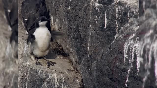 The chick tries the pilots for the first time