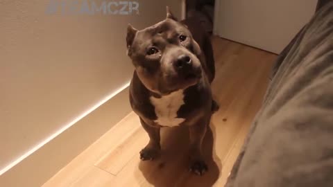 talking to dog