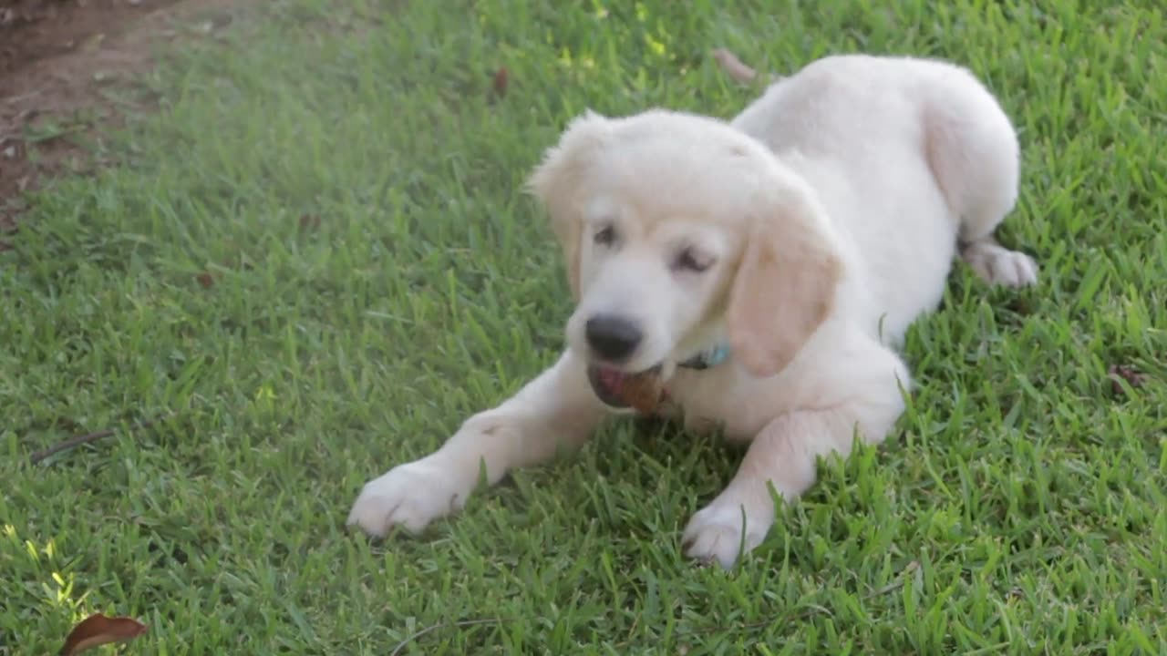 Joyful Paws: Dogs Playing in the Garden (Copyright-Free Footage)