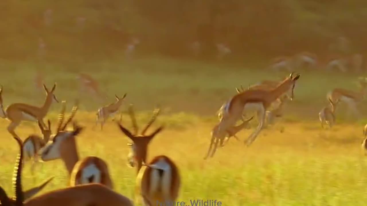 How is this deer jumping