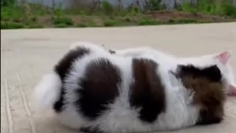 Cute Puppy Plays With Kitten ##