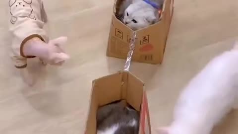 Cat playing time
