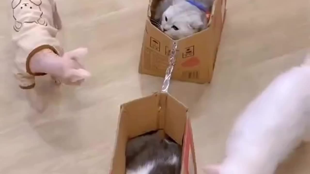Cat playing time