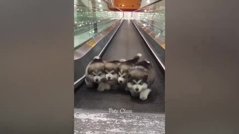 Best Funniest cats and dogs videos - Try not to laugh 🤣 #2