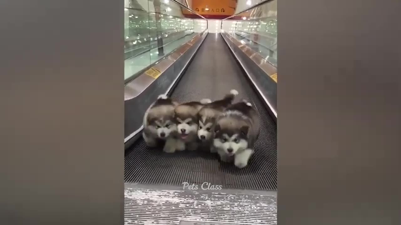 Best Funniest cats and dogs videos - Try not to laugh 🤣 #2