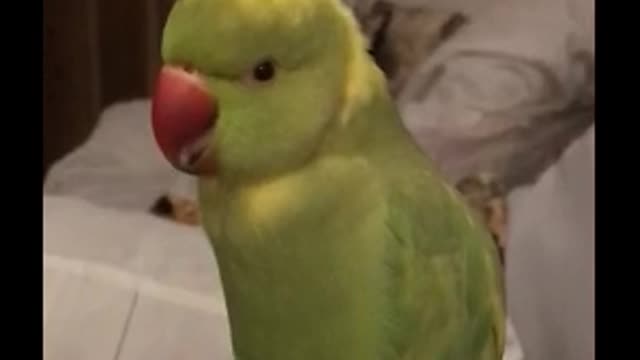 Talking parrot says choom choom