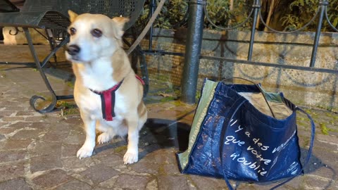 2023-02-20 (3) - Ttt - Twitch Meutemediatique