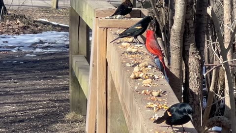 Now Redwing Black birds get into it 🤔😊