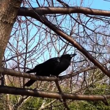 Cuervo bebé rescatado regresa a la familia un año después