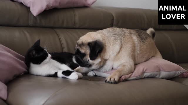DOG AND CAT LOOKING EACH OTHER FUNNY VIDEO