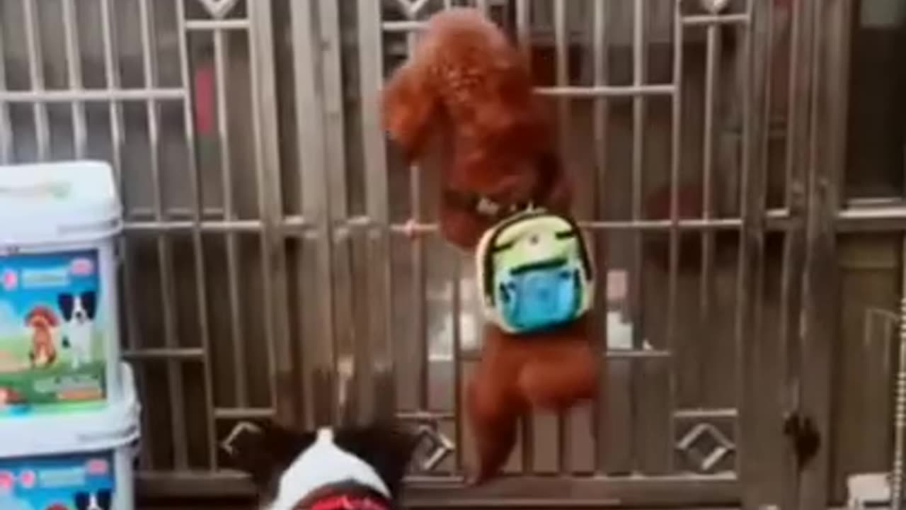 Funny dog videos