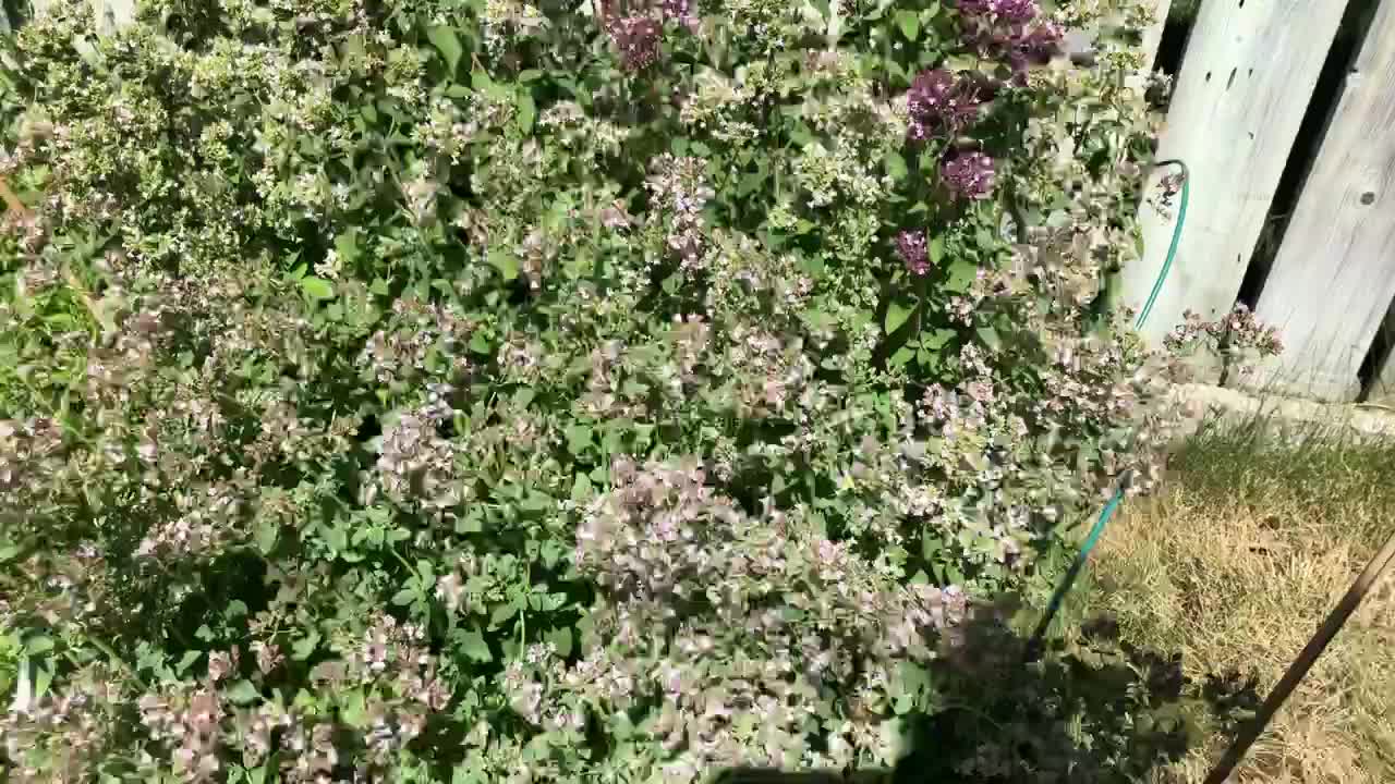 Bees love to dance on oregano.