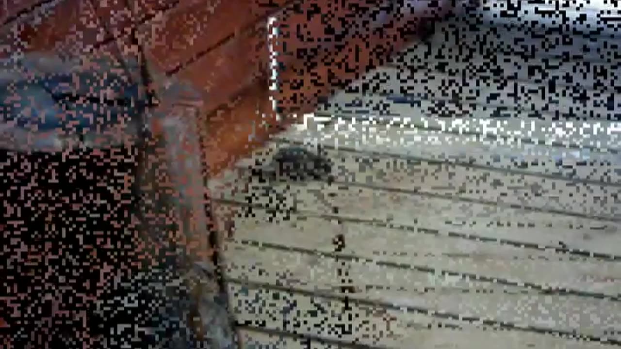 Mouse is a balcony 2 Hiiri parvekkeella 2