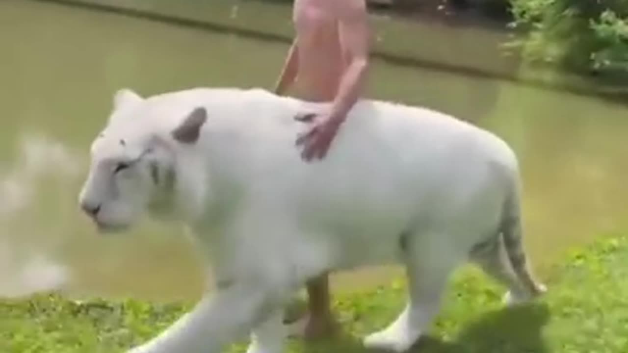 Best Funny Animal Videos of the year (2023),