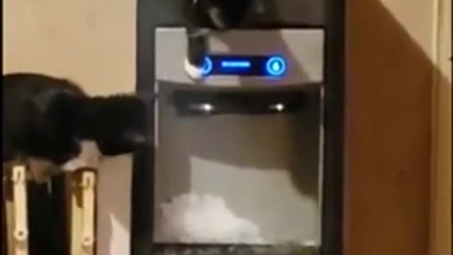 These cats found a new way of entertainment by drawing ice from icemaker